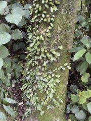 Pyrrosia eleagnifolia