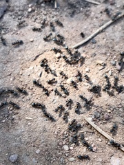 Tetramorium immigrans