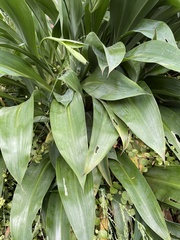 Pyrrosia eleagnifolia