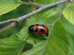 Cryptocephalus loreyi