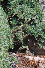 Petrophytum caespitosum caespitosum