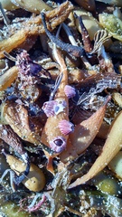 Megabalanus californicus