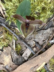 Chiloglottis gunnii