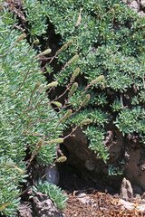 Petrophytum caespitosum caespitosum