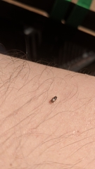 Scolytus