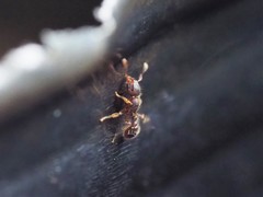 Tetramorium lanuginosum