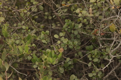 Rhamnus insula