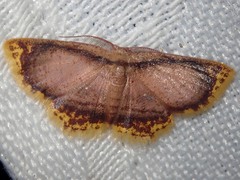 Chrysocraspeda comptaria