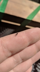 Scolytus
