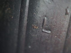 Tetramorium lanuginosum