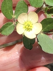 Kallstroemia