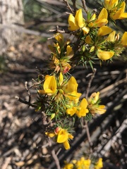 Pultenaea acerosa