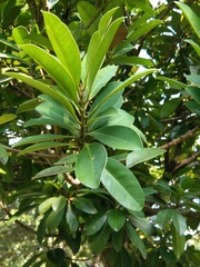 Calophyllum blancoi