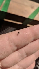 Scolytus