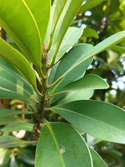 Calophyllum blancoi