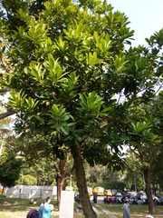 Calophyllum blancoi