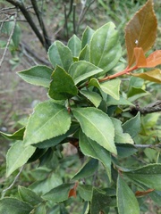Euonymus cochinchinensis