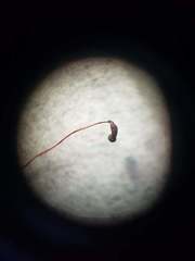 Rhynchostegium muriculatum