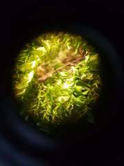 Rhynchostegium muriculatum