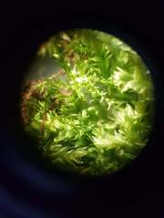 Rhynchostegium muriculatum