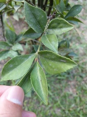 Euonymus cochinchinensis
