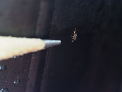 Tetramorium lanuginosum