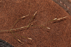 Austrostipa ramosissima