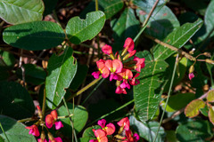 Kennedia coccinea
