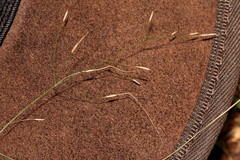 Austrostipa ramosissima