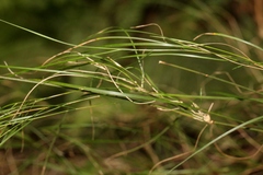 Austrostipa ramosissima