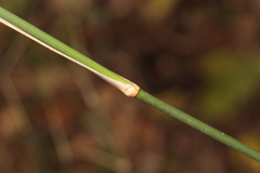 Austrostipa ramosissima