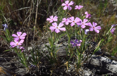Phlox viscida