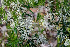 Grevillea pilulifera