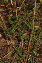 Austrostipa ramosissima