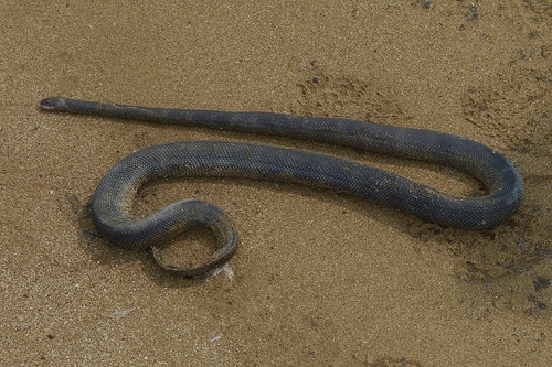 Polyodontognathus caerulescens observed 2021-11-02