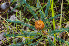 Banksia dallanneyi