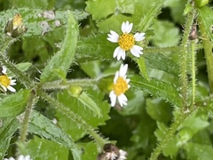 Galinsoga quadriradiata