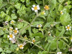 Galinsoga quadriradiata