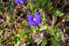 Scaevola calliptera