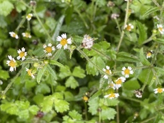Galinsoga quadriradiata