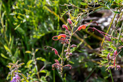 Grevillea bipinnatifida