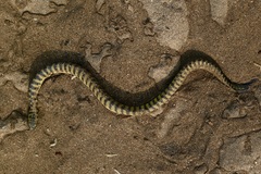Hydrophis curtus