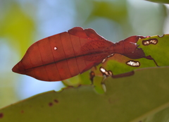 Trolicaphyllium brachysoma