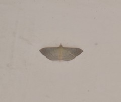 Poliobotys ablactalis