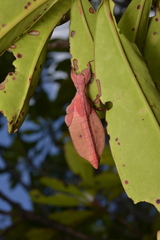 Trolicaphyllium brachysoma