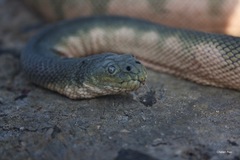 Hydrophis schistosus
