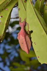 Trolicaphyllium brachysoma