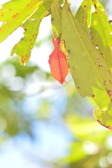 Trolicaphyllium brachysoma