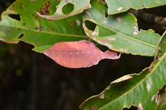 Trolicaphyllium brachysoma