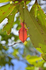 Trolicaphyllium brachysoma